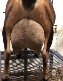 SGCH Cade's Lil Farm BD Revlon 1*M EEEE 91 - Photo Courtesy of Cade's Lil Farm