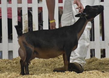 SGCH Cade's Lil Farm BD Revlon 1*M EEEE 91 - Photo Courtesy of Cade's Lil Farm